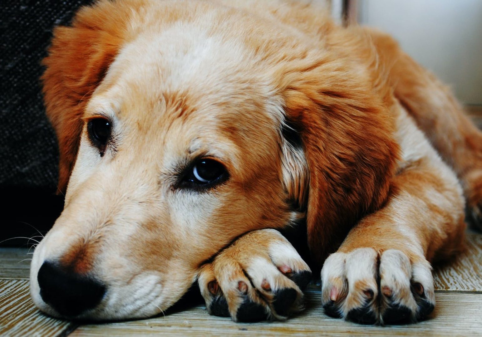 beware of the dog scam